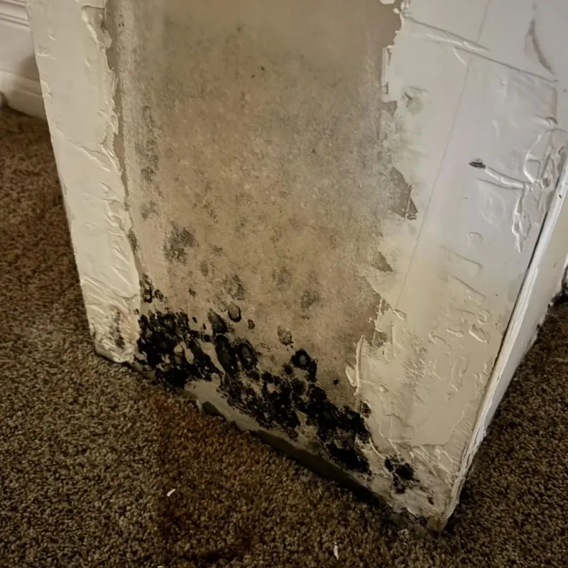 Professional Mold Removal in Versailles, IN